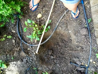 Dig a huge hole and loosen soil. Dig a huge hole and loosen soil.