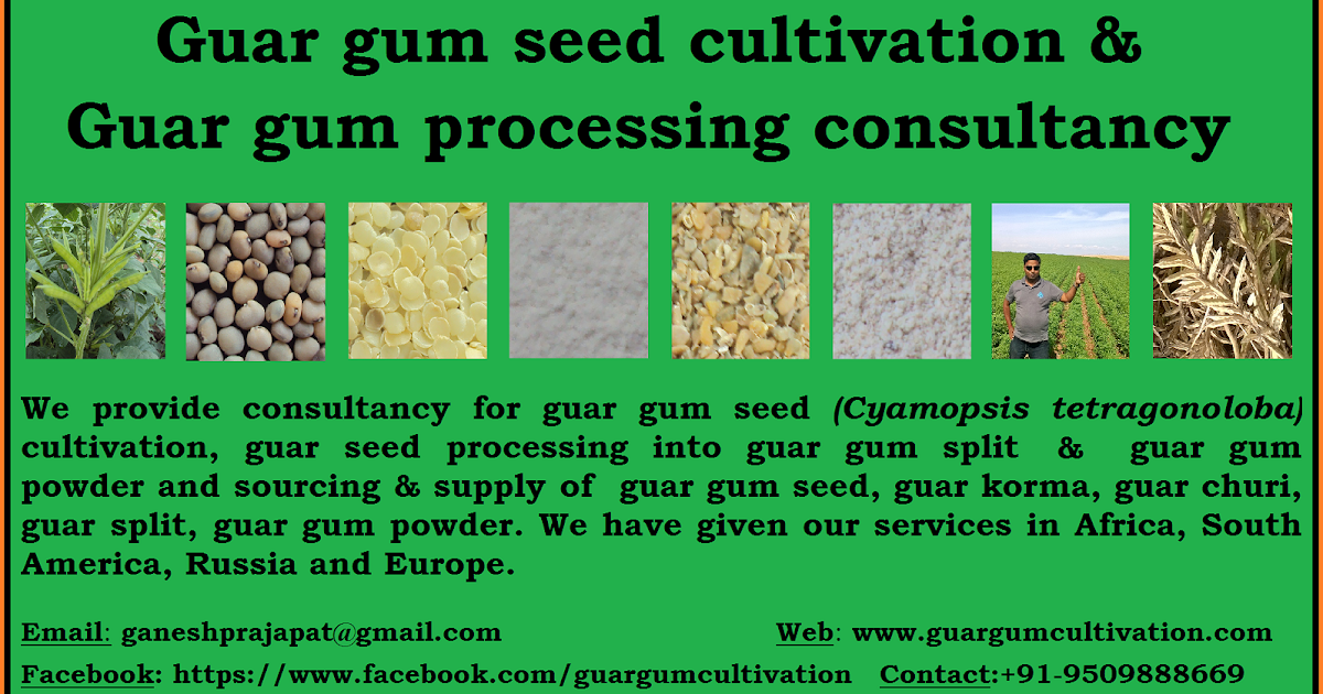 GUAR GUM INFORMATION AND GUAR GUM CULTIVATION IN INDIA GUAR SEED, GUAR