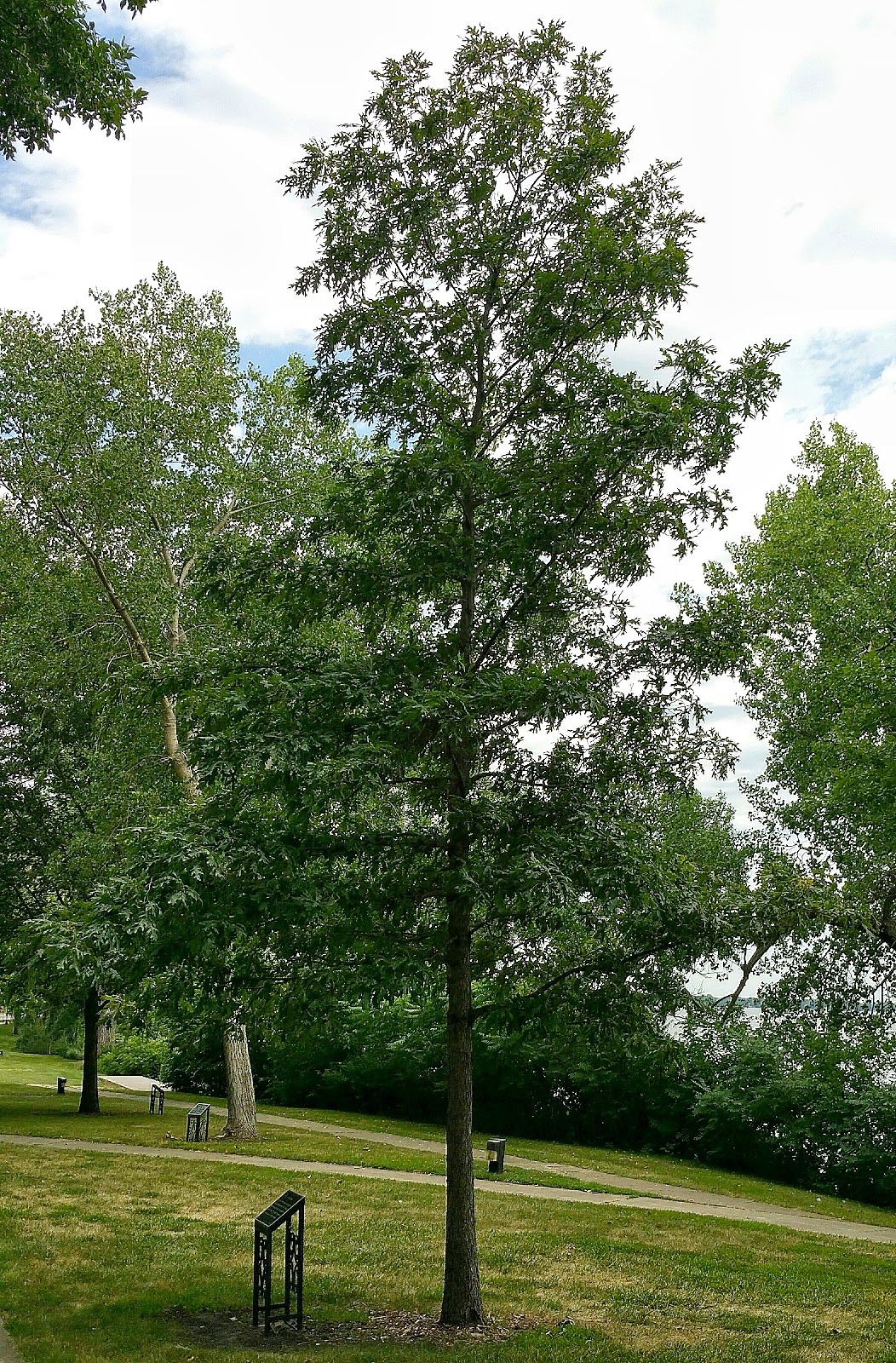 History and Culture by Bicycle Storm Lake, Iowa Living Heritage Tree