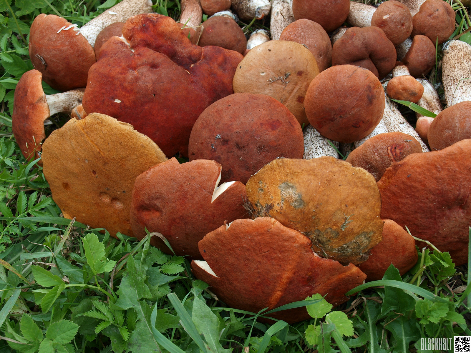 Atkal sēnes! - PhotoBlogSite