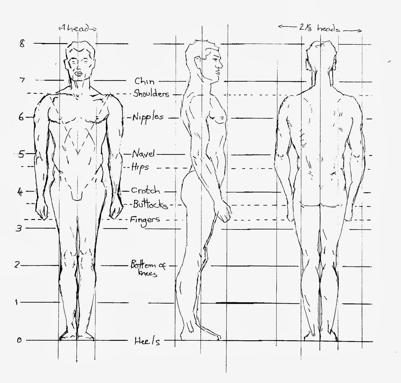 Learning To Draw: Learning To See: Proportions Of The Figure