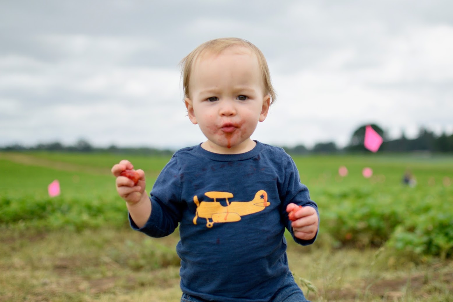 the farmer's wife Strawberries at Sauvie Island Farms