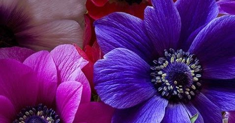 Anemone, Pink and Purple Flowers | A1 Pictures