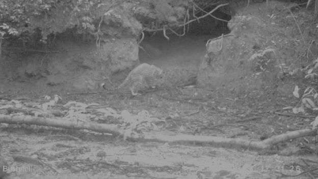 A leopard was also in the forest A leopard was also in the forest