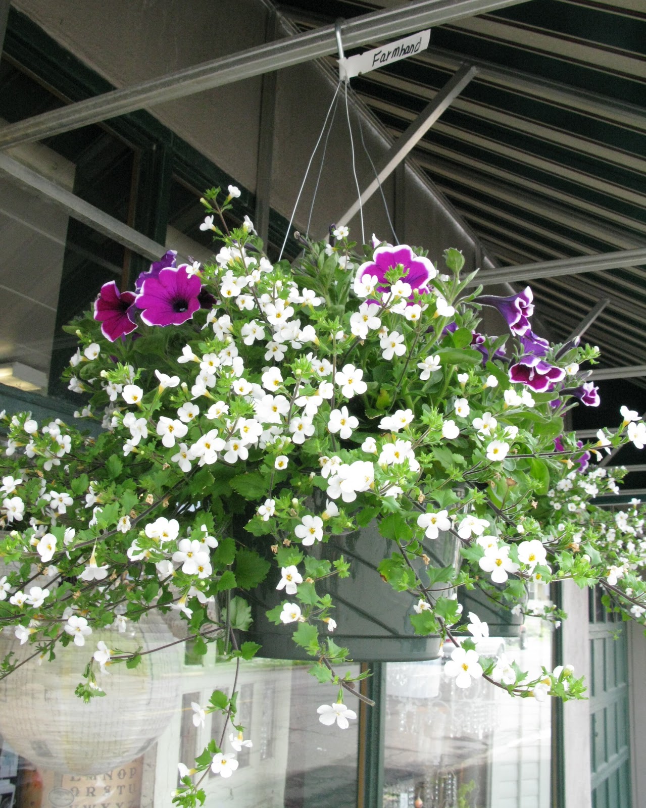 When Should I Start Feeding My Hanging Baskets at Bobby Holmes blog