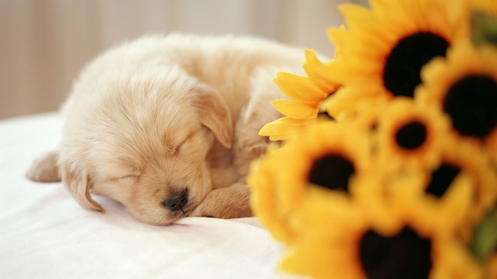 Puppy Wallpapers | Fun Animals Wiki, Videos, Pictures, Stories