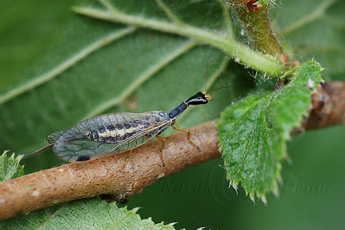 Raphidia sp.