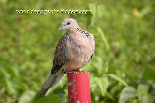Pigeon - Bird's Eye View - Masinagudi