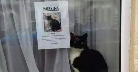 Missing Cat Found Near His Own ‘Missing Cat’ Poster