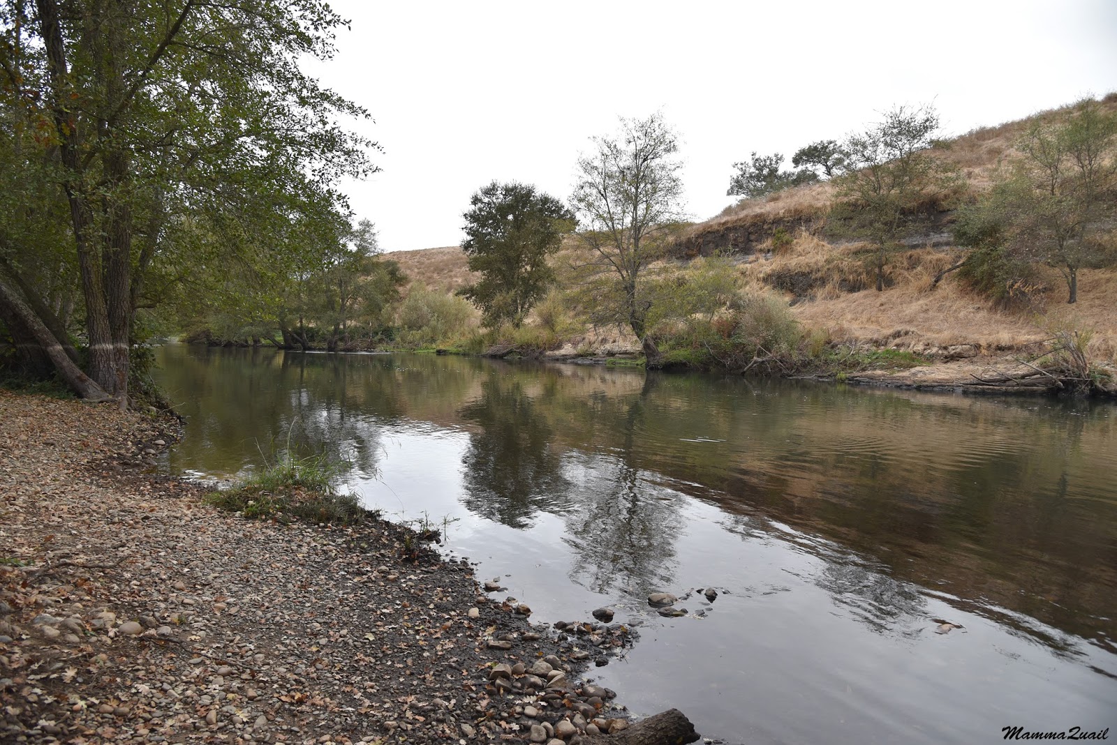 Mamma Quail Hiking California The End of the Run A Birding Hike by