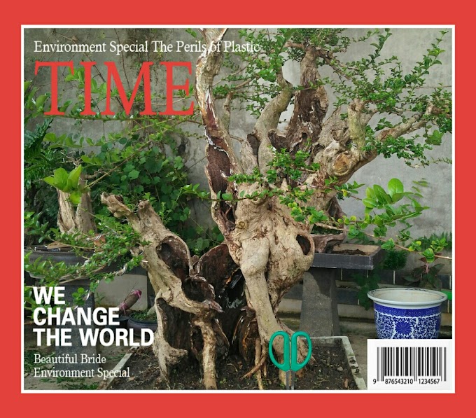 TIPS & TRICK MENGGABUNGKAN KELEBIHAN BONSAI 2 JENIS PREMNA 