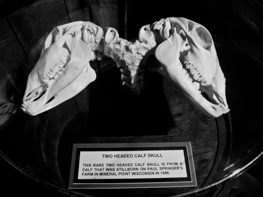 Skeleton of a two headed calf - Ripley's Wisconsin Dells Skeleton of a two headed calf - Ripley's Wisconsin Dells