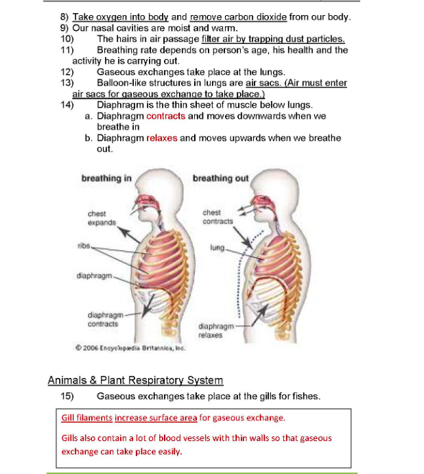 Singapore Syllabus Science Notes P5 Respiratory system notes
