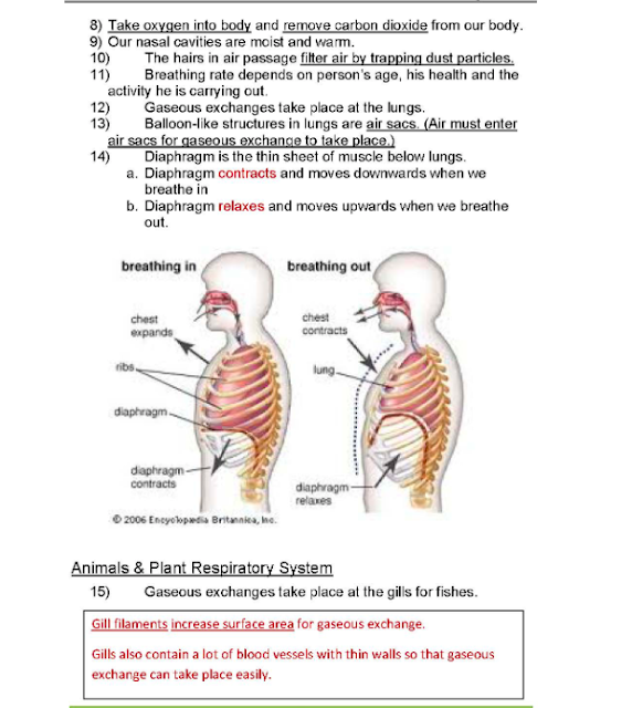 Singapore Syllabus Science Notes P5 Respiratory system notes