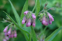 Three clusters of purple bell-shaped flowers.
