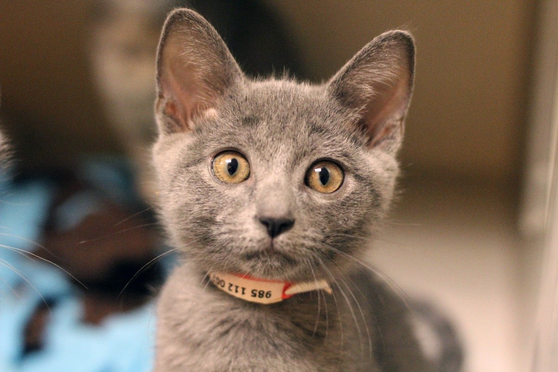 SPCA of Texas Wait...I Need to Brush My Cat's Teeth? SPCA of Texas