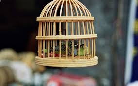 ... de ir apanhar grilos