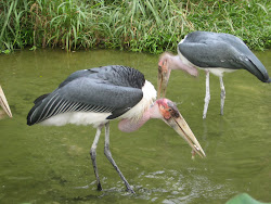 crane birds flying wild animation cranes stand grass singapore