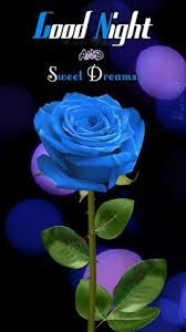good night good night