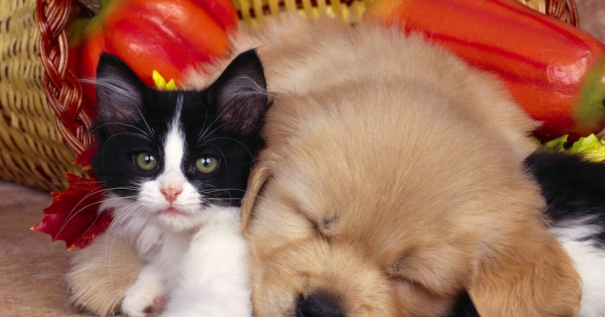 Кошечки собачки собака вик. Котята и щенки картинки и фото. Красивые картинки с кошками и собаками с вкусняшками. Кошечки собачки Вики. Кошечки собачки маленький Король.