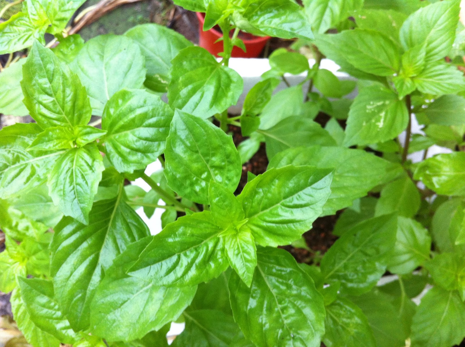 My Experimental Garden Cinnamon basil