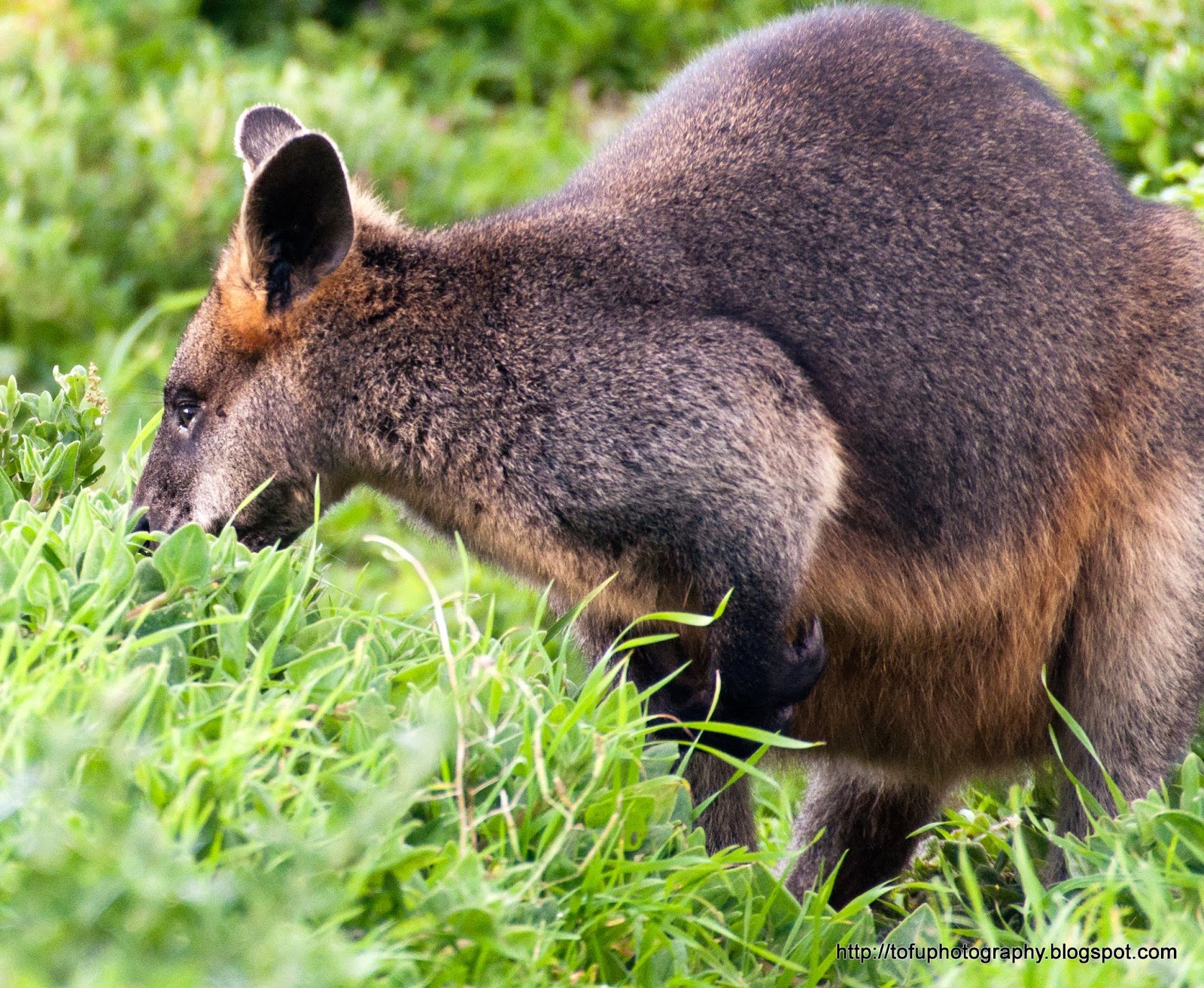 Tofu Photography Swamp wallaby