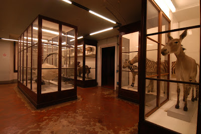 Museo di Storia Naturale Zoologia - La Specola