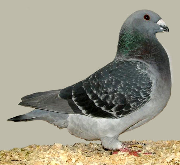 racing homing pigeons, how to race pigeons, pigeon racing