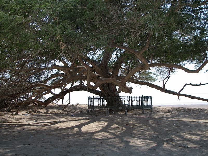 Tree of Life, Bahrain | Shajarat-al-Hayat