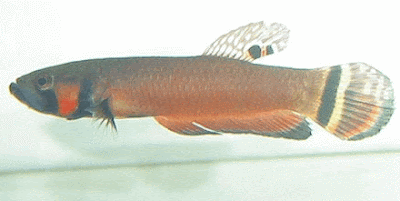 BETTA SPLENDENS BETTA SPLENDENS