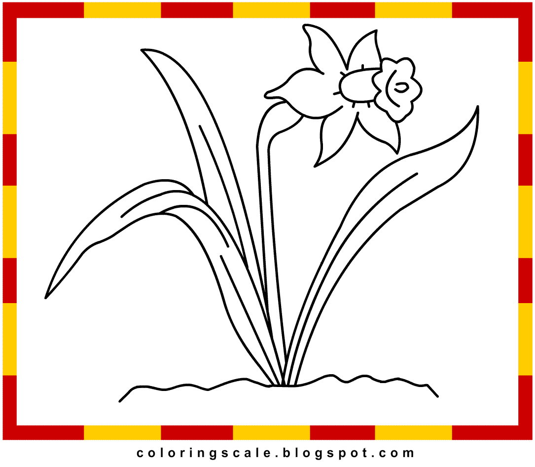 daffodil coloring pages free - photo #22
