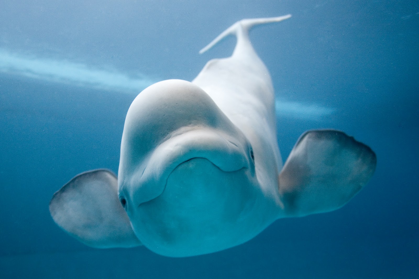 Beluga Whale - SNSH
