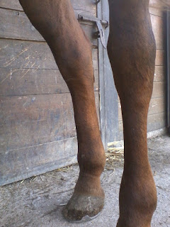 cavallo gambe gonfie