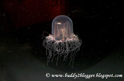 Hairy Jelly Fish Shedd Aquarium