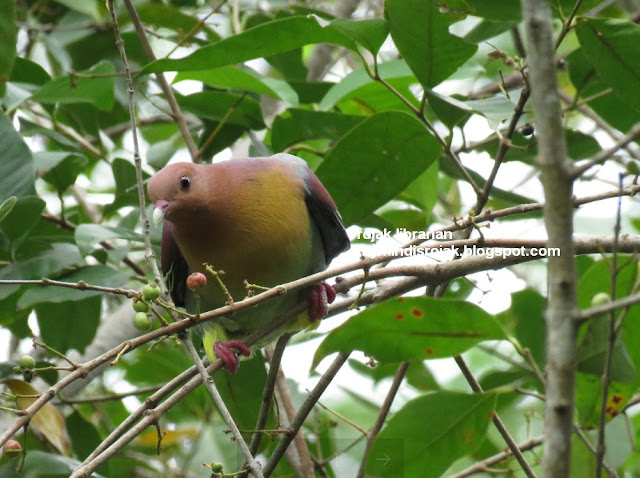 Cinnamon-Headed Pigeon in Ubin