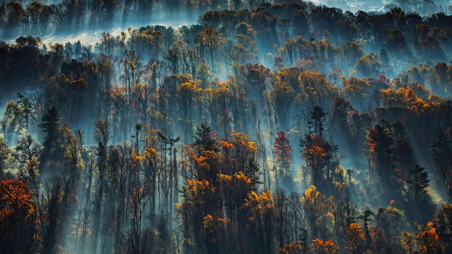 Forest, Morning, Mist, Scenery, 4K, #4.2326
