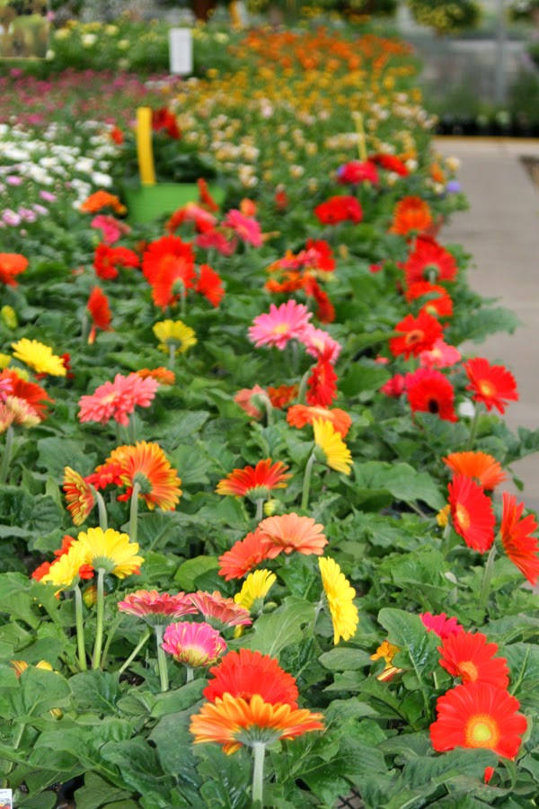 Green Thumb Greenhouse Annuals