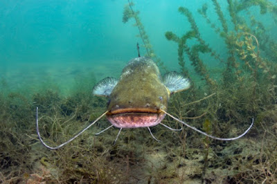 Catfish have many sizes and varieties. Many are good eatin', some fit in a home aquarium, others are extremely large. This is variation by design, not evolution.