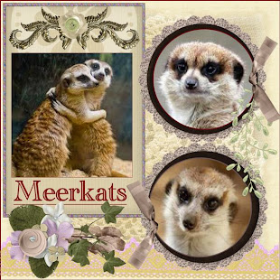 pbs-ASM-Nelleke-Meerkats