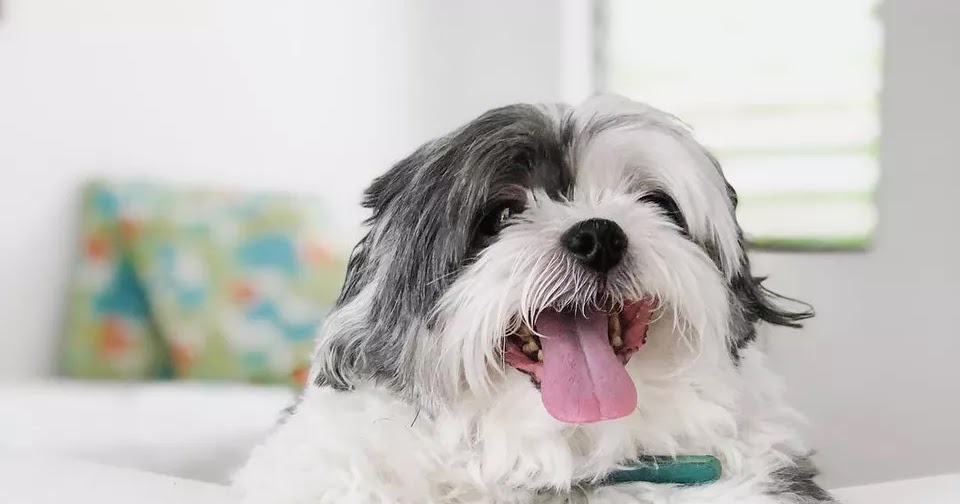 5 Signs Your Dog Truly Loves You