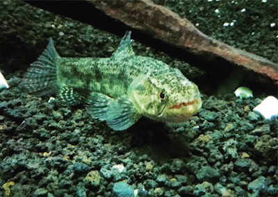 Bentuk Fisik Malabar Wolffish