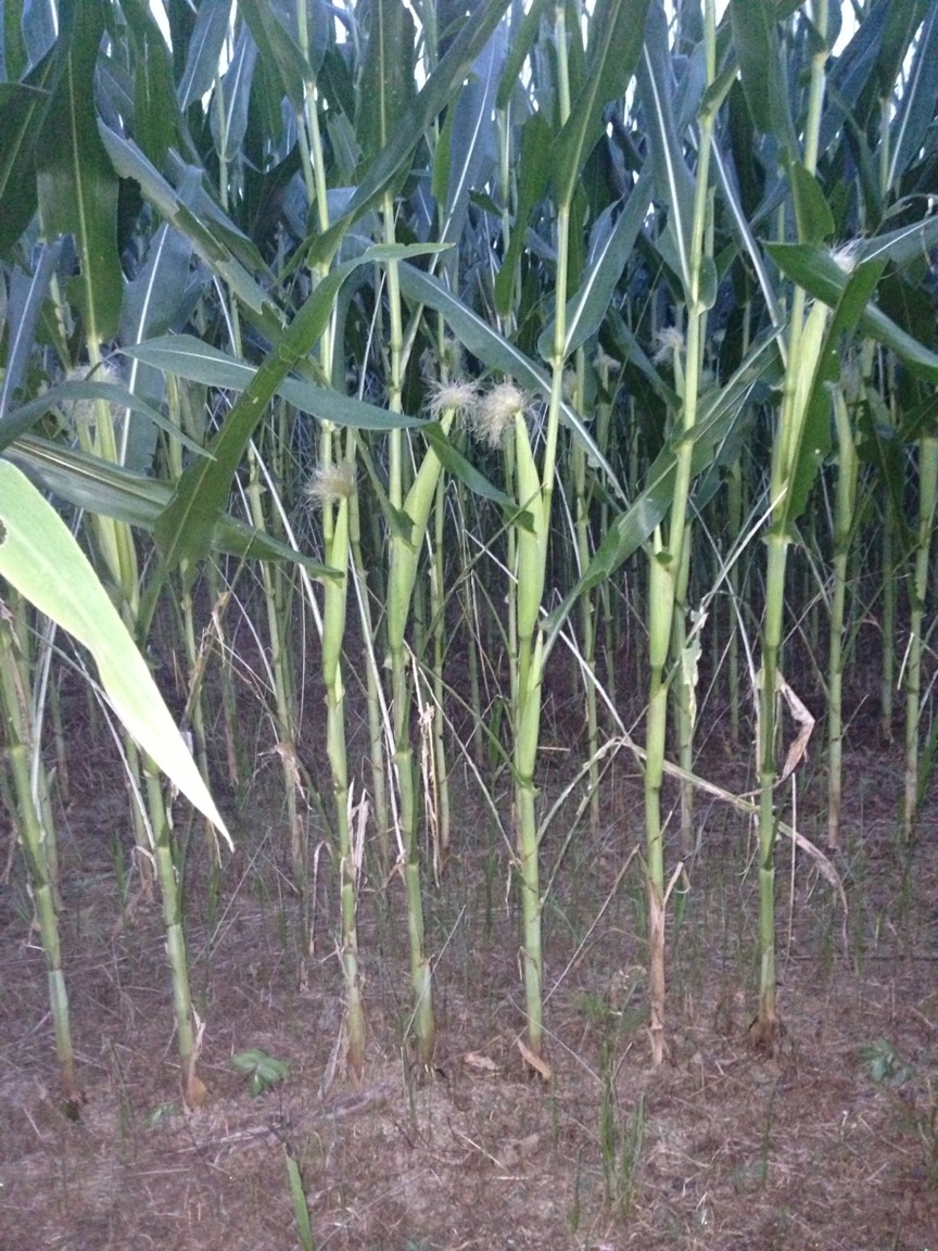 Grain Crops Update: Armyworms are sneaky so watch your fields!