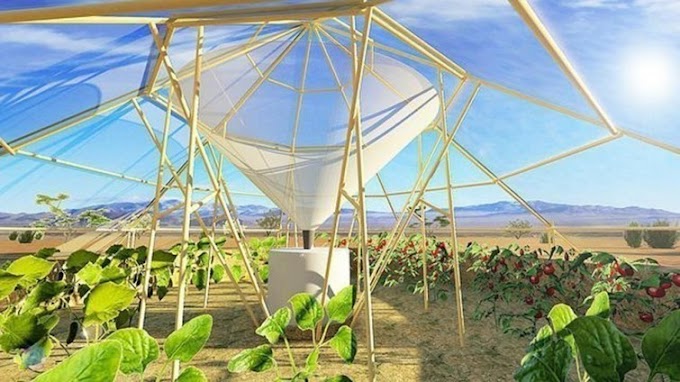 Un invernadero que permite que las plantas puedan crecer ¡en el desierto!