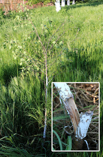 This tree didn't though This tree didn't though