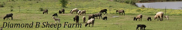 Diamond B Sheep Farm