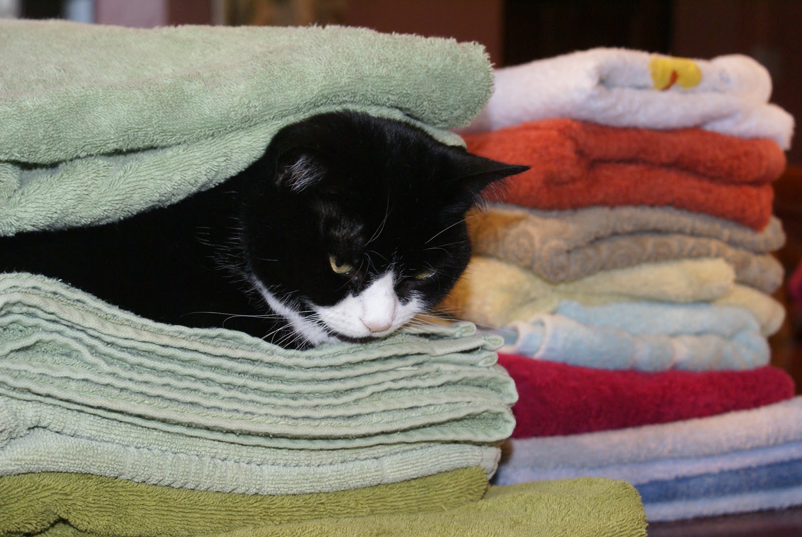 Normal for Norfolk.......... I have a Gumbie Cat in mind, her name is