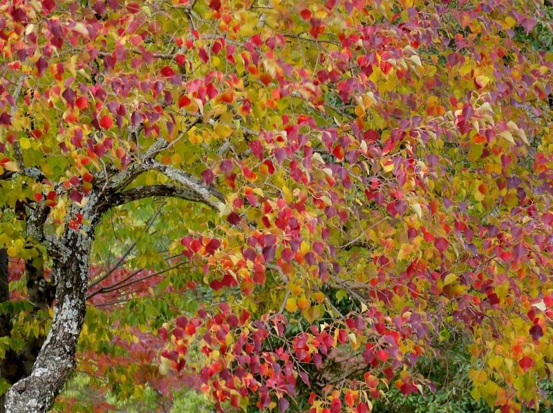 Stardust Talk Spectral colors of 南京櫨, Chinese Tallow Tree