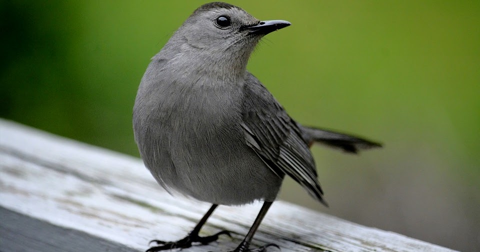 wild birds unlimited bird that sounds like a baby crying wild birds unlimited bird that sounds like a baby crying
