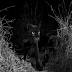 Rare black leopard 'Black Panther" spotted in Africa for the first time in 100 years