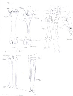 Chuck Does Art: Canine Osteology: Forelimb, Hindlimb, and Pelvic Bones